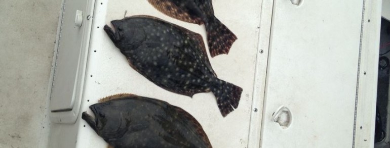 Fall Flounder Run