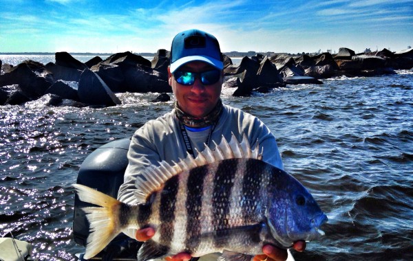 Solid 7 pound Sheepshead