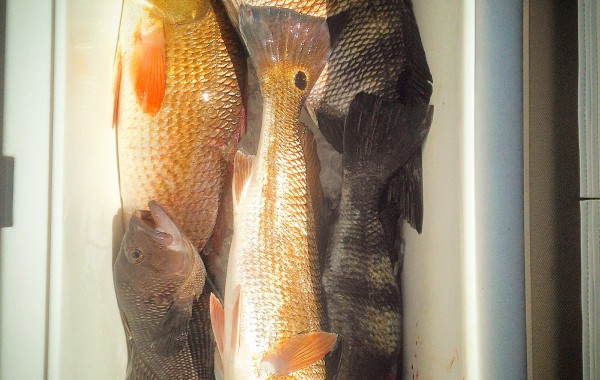 Alex and his fathers take after a day at the Jetty’s