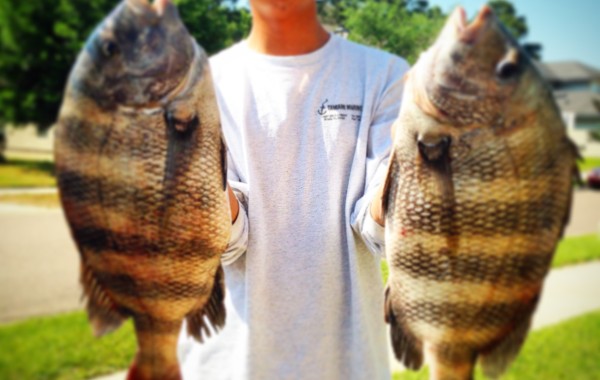 Craig with a couple monster Sheepshead