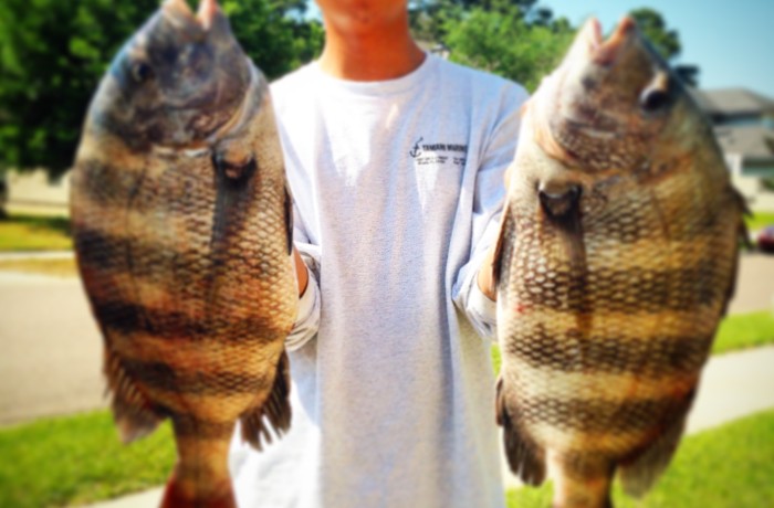 Craig with a couple monster Sheepshead