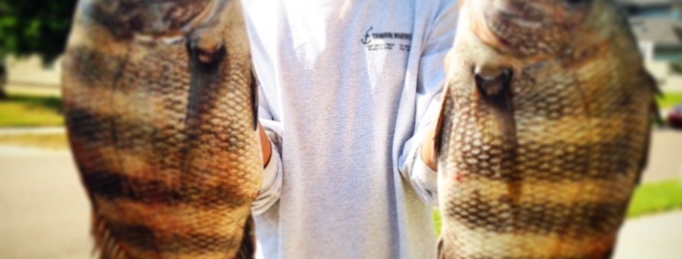 Craig with a couple monster Sheepshead