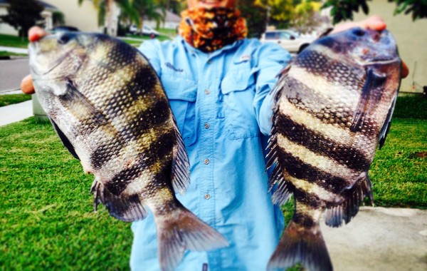Ronnie with a couple chunky Sheepshead