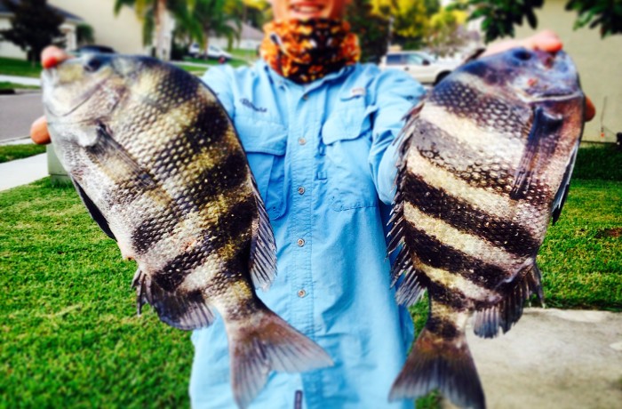 Ronnie with a couple chunky Sheepshead