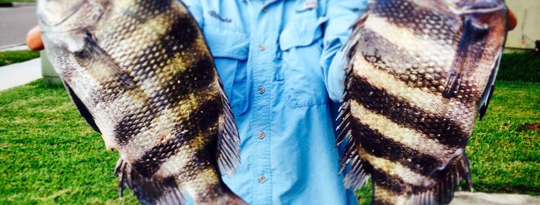 Ronnie with a couple chunky Sheepshead