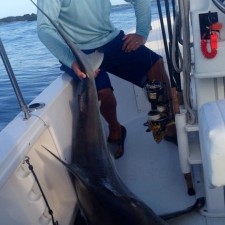 A 150 pound monster Black Tip Shark