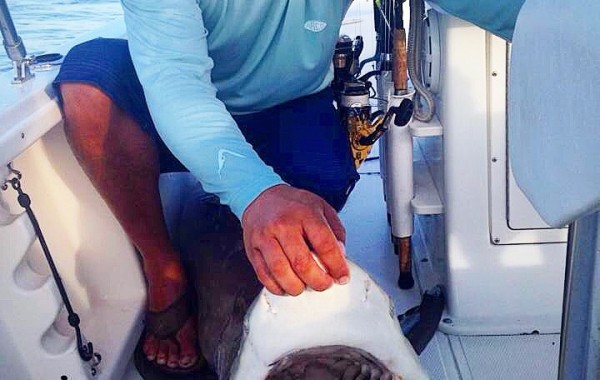 Jaws of a 150 pound Black Tip