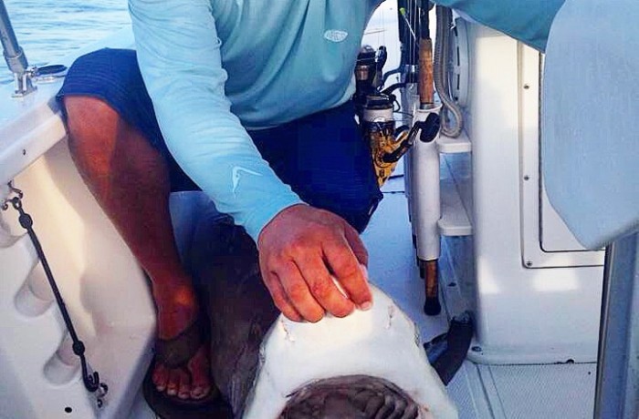 Jaws of a 150 pound Black Tip