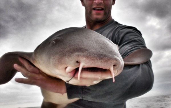 Chip with a monster Nurse Shark