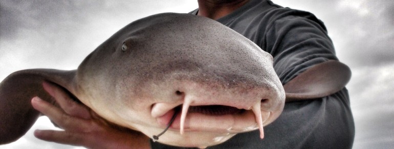 Chip with a monster Nurse Shark