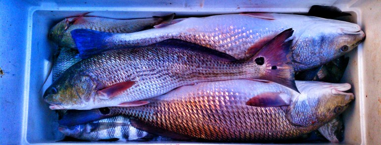 A successful day in the Inlet