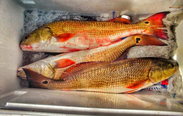 A pile of Inlet Reds