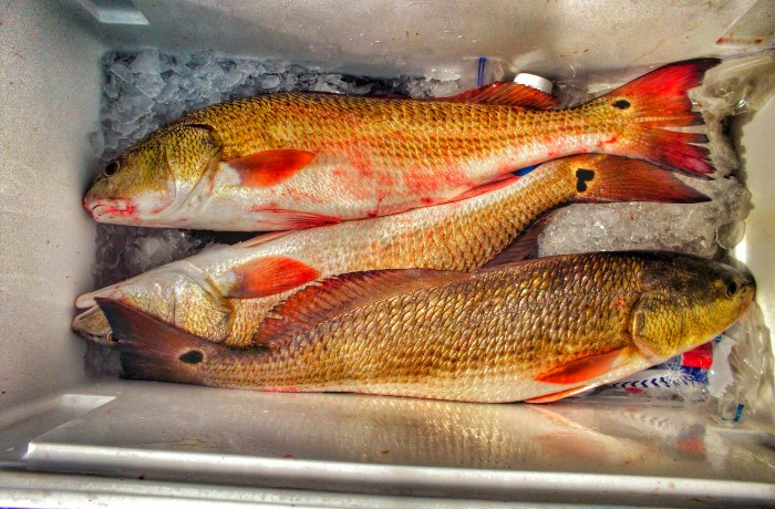 A pile of Inlet Reds