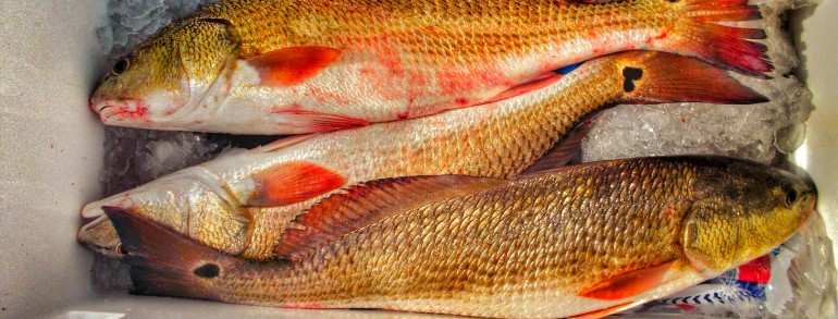 A pile of Inlet Reds