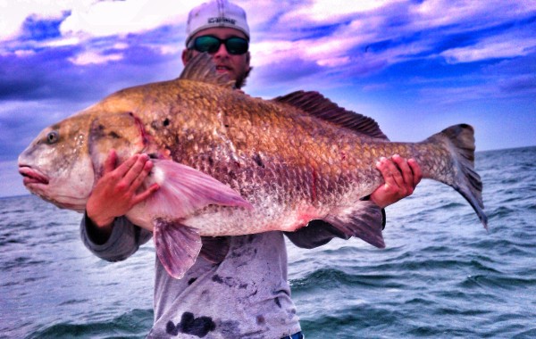 50 pound monster Drum