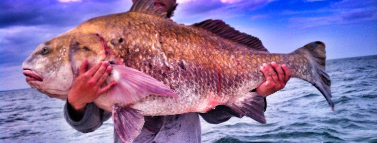 50 pound monster Drum