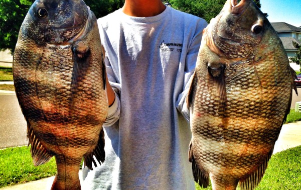 Craig with some beast Sheepshead