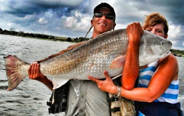 Mendy’s 50 inch Bull