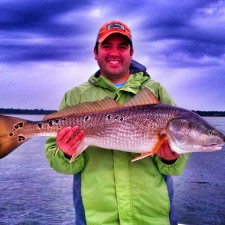 Bills first Bull Red