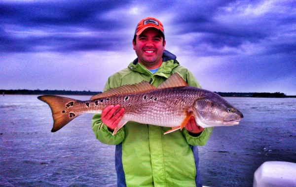 Bills first Bull Red