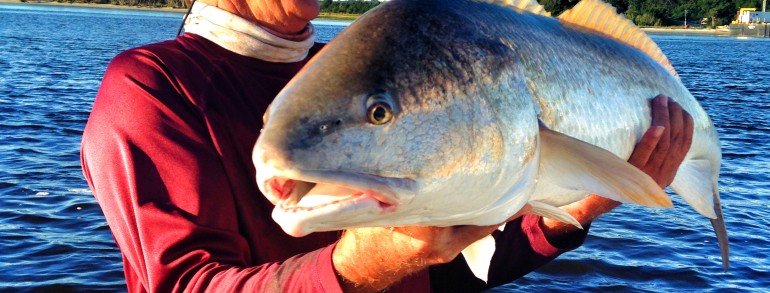 Jim with one of many monster Bulls