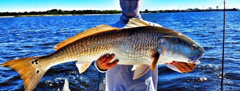 Josh with another Bull