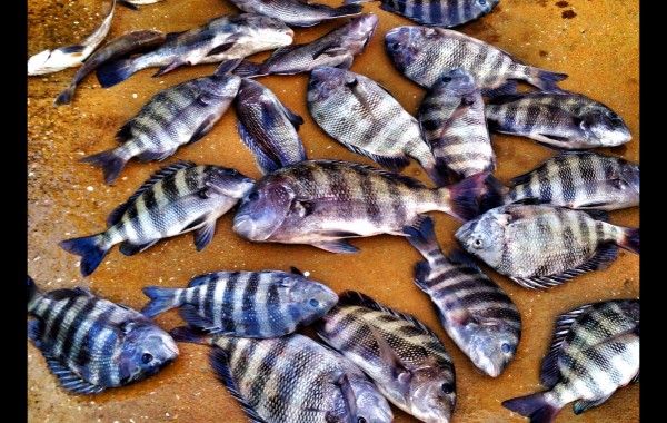 A day of successful Sheepshead fishing