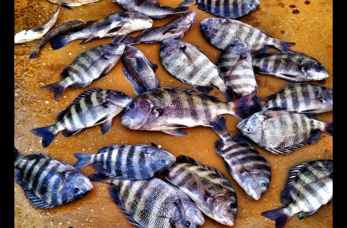 A day of successful Sheepshead fishing