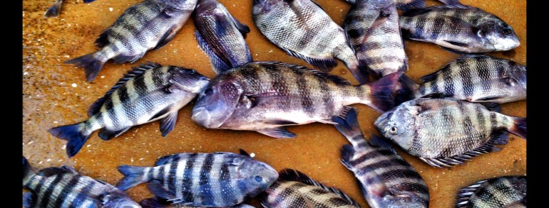 A day of successful Sheepshead fishing