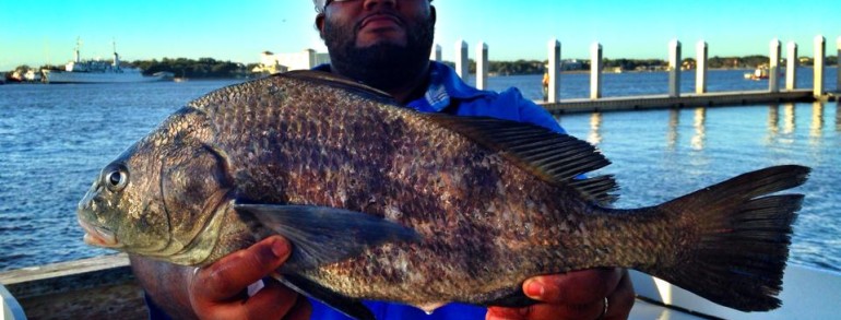 Sheepshead and Black Drum