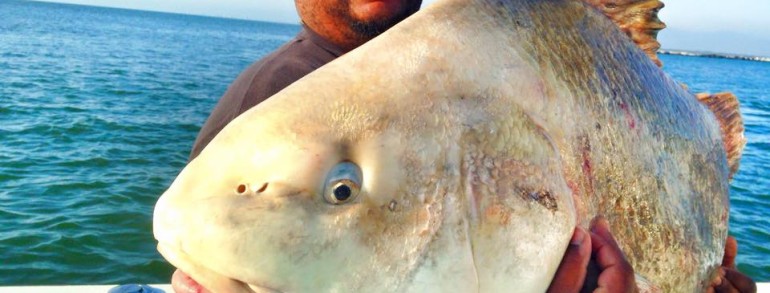 RIVER DONKEYS GONE WILD! – Black Drum fishing for GIANTS
