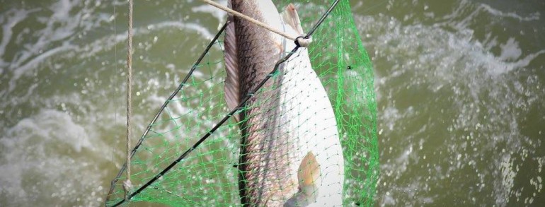 HERO’S ON THE WATER – Jax Beach Pier Bull Reds 10-21-15