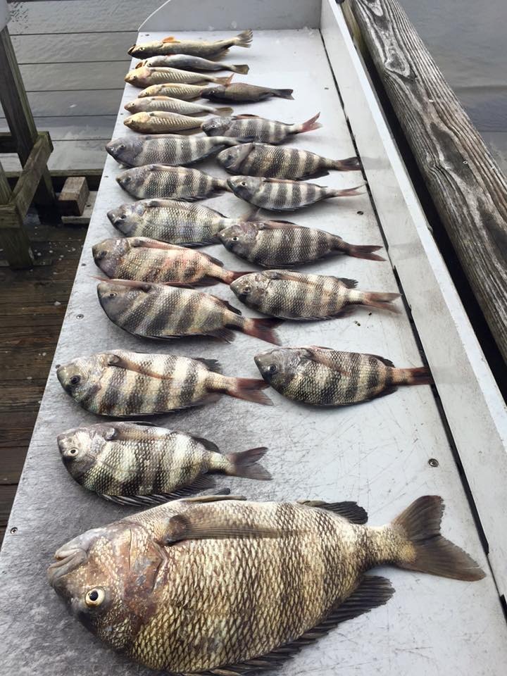 MIXING IT UP – Sheepshead, Trout and Reds  09-28-15