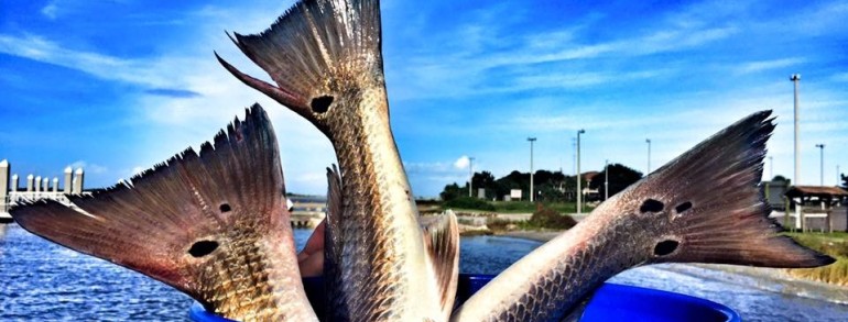 SLOTS ON THE ROCKS – 26 – 28 inch Red Drum  10-14-15