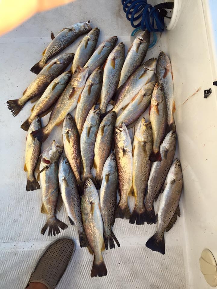 IN THE MEAT – Trout, Sheepshead, Black Drum and Redfish report  11-07-15