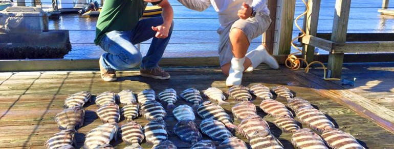 NOVEMBER MDK – Sheepshead and Trout 11-11-15