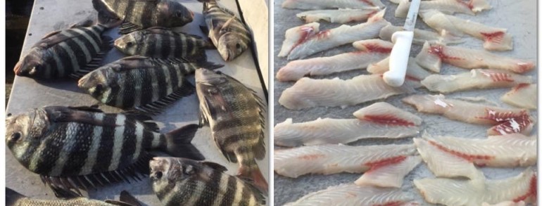 INSHORE VARIETY – Speckled Trout, Black Drum, Sheepshead and Red Fish  11-30-15