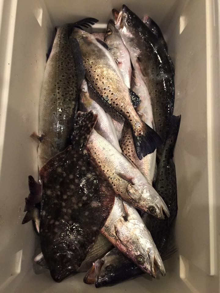 SPECKLED TROUT ON JERKBAITS – Plus a wide variety of other species  12-13-15