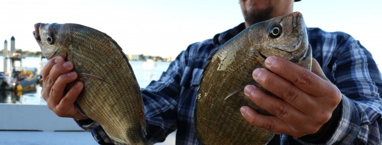 CORKIN FOR PORGIES – Inlet variety including, Black Drum, Reds and Sheepshead