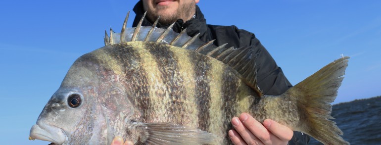 GOING BIG IN 30 KNOT WIND – 10.5 pound Sheepshead, 27″ Trout x2 and much more….
