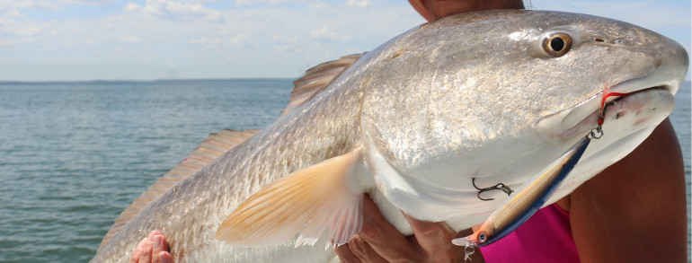 RED FISH EVERY WHICH WAY – dropping the hammer with artificials as well as bait