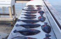 JIGGIN FOR FLATTIES – Flounder, Sheepshead, Red Fish and Tarpon
