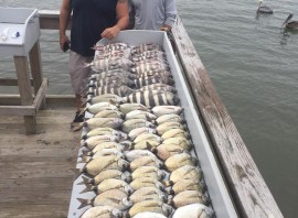 INLET MIXED BAG – Sheepshead, Porgy’s, Drum, Red Fish and Black Margates