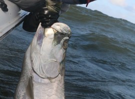 MULLET RUN MADNESS – Tarpon, Flounder, Trout, Slot and Bull Reds