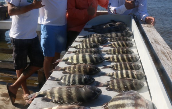 Plenty of large Sheepshead for the table