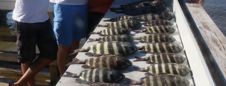 Plenty of large Sheepshead for the table
