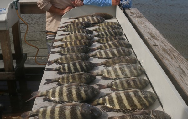 Table covered in delicious Sheepshead