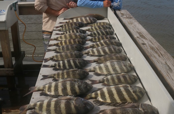 Table covered in delicious Sheepshead