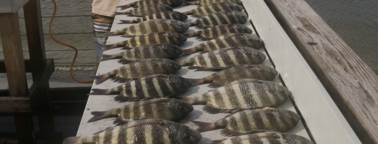 Table covered in delicious Sheepshead