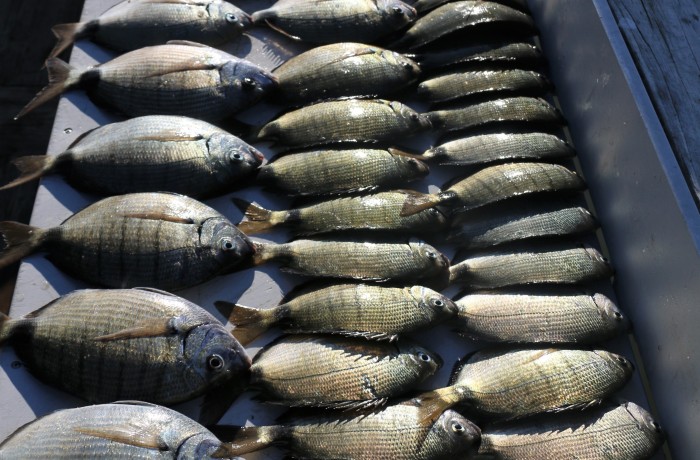 Fish for days